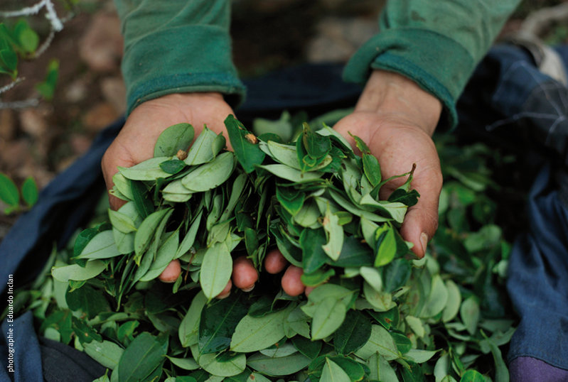 La feuille de coca au Pérou, Produits de la terre : Voyage et Tourisme